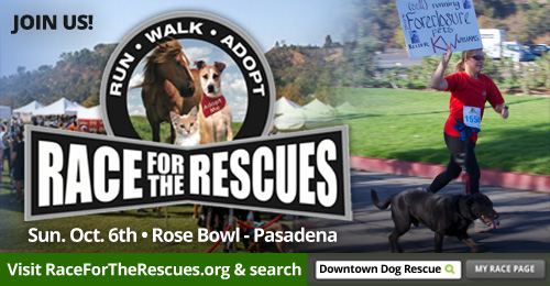 Race For The Rescues – Downtown Dog Rescue